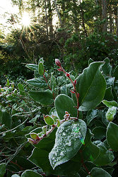Salal and the Afternoon Sun -  Salal photo