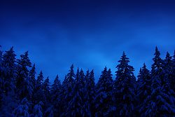 Winter Forest -  Snow photo