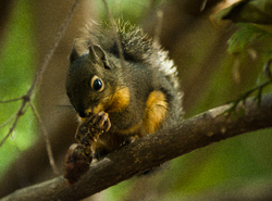 A Snack Beneath the Cedar Tree ~ Squirrel Photo from Cortes Island Canada.