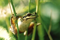 Pacific Tree Frog ~ Tree Frog Photo from Cortes Island Canada.