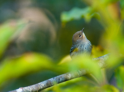 Yellow-rumped Warbler - Warbler photo from Smelt Bay Cortes Island BC, Canada