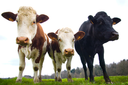 Cows - Aillevillers Cow photo