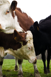 Three Sisters II - Aillevillers Cow photo