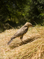 Brown Headed Cowbird - Cortes Island Cowbird photo
