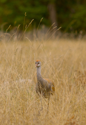 Sandhill Crane - Cortes Island Crane photo