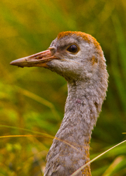 Sandhill Crane Portrait - Cortes Island Crane photo