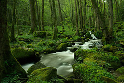 Spring - Route de Plombiers Creek photo