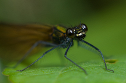 Damselfly Portrait - Aillevillers Damselfly photo