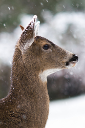 Protrait of a Black-tailed in Falling Snow - Cortes Island Deer photo