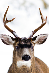 Buck - Cortes Island Deer photo