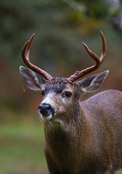 Blacktail Buck - Cortes Island Deer photo