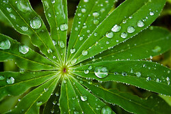 Lupin Star - Cortes Island Droplet photo