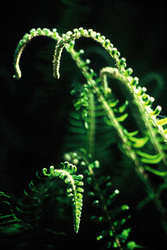Dancing Sward Ferns - Cortes Island Fern photo