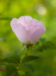 Pink Garden Rose - Cortes Island Flower photo