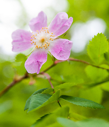 Wild Rose Blossom - Slocan Valley Flower photo