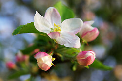 Apple Blossoms - Aillevillers Flower photo