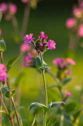   Flower photo