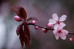 Pink on Pink - Cortes Island Flower photo