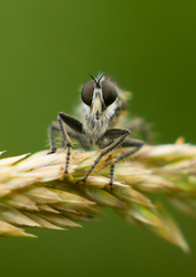  France Fly photo
