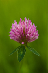 Purple Clover