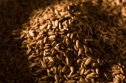 Tosted Sunflower Seeds -   photo