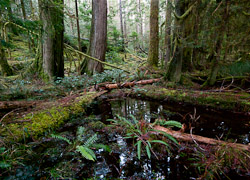  Cortes Island Forest photo