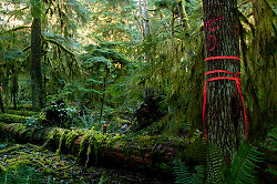  Cortes Island Forest photo