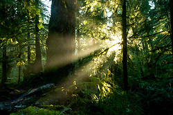 Sun Shining into the Old-growth - Cortes Island Forest photo