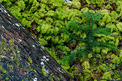 Found Still Life - Cortes Island Forest photo