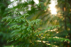 Golden light on the fresh greens of Western red ceder -  Forest photo