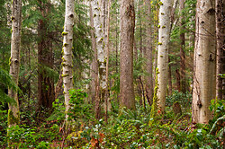A Portrait of Biodiversity - Cortes Island Forest photo