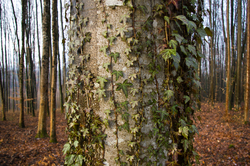  Aillevillers Forest photo