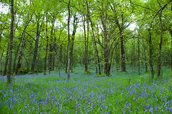  Scotland Forest photo