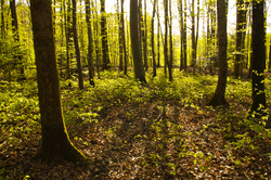 Spring - Aillevillers Forest photo