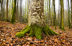 Forest Floor II - Aillevillers Forest photo