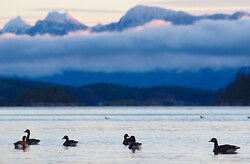Six Canada Gease - Desolation Sound Goose photo