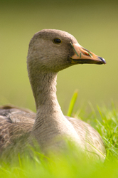 Aanser Albifrons - Cortes Island Goose photo