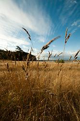 Gass Blowing in the Wind -  Grass photo