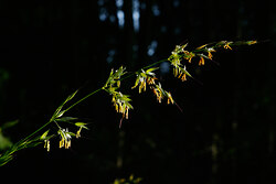 Grass Seeds -  Grass photo