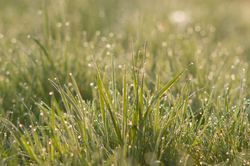 Wet Grass - Aillevillers Grass photo