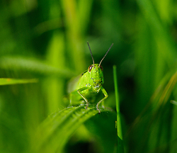 Howdy ~ Grasshopper Photo from Aillevillers France.