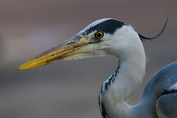 Gray Heron Portrait - Amsterdam Gray Heron photo