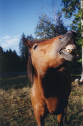 Jake - Cortes Island Horse photo