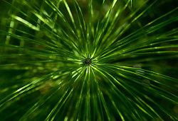 Horsetail Mandala - Cortes Island Horsetail photo