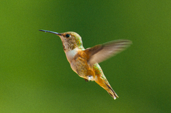 Rufous Hummingbird - Cortes Island Hummingbird photo