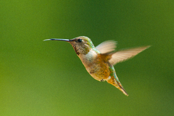 Selasphorus rufus - Rufus Hummingbird - Cortes Island Hummingbird photo