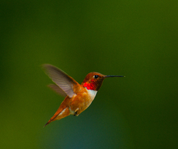 Selasphorus rufus - Cortes Island Hummingbird photo