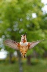 Rufus Hummingbird - Cortes Island Hummingbird photo