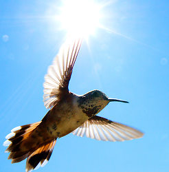 Rufus Hummingbird Hovering in Sunlight - Cortes Island Hummingbird photo