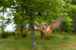 Rufus Hummingbird on the Wing - Cortes Island Hummingbird photo